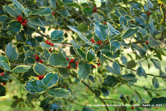 Ilex aquifolium 'Rubricaulis Aurea'