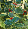 Ilex aquifolium 'Rubricaulis Aurea'