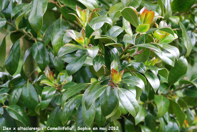 Ilex x altaclarensis 'Camelliifolia'