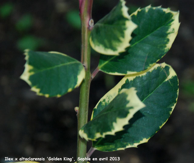 Ilex x altaclarensis 'Golden King'