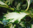 Ilex aquifolium 'Silver Milkboy'