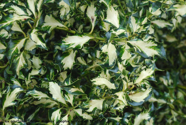 Ilex aquifolium 'Silver Milkoy'