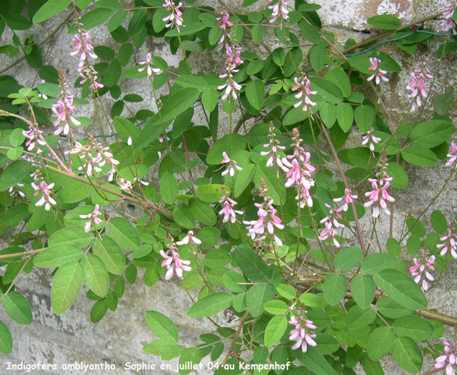 Indigofera amblyantha