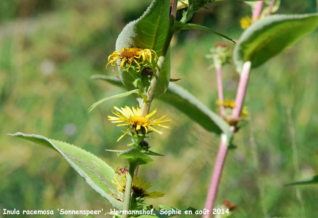 inula racemosa 'Sonnenspeer'