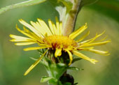 Inula racemosa  'Sonnenspeer'