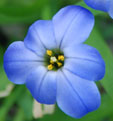 Ipheion 'jessie'