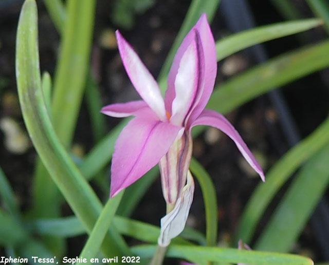 Ipheion 'Tessa'