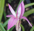 Ipheion 'Tessa'