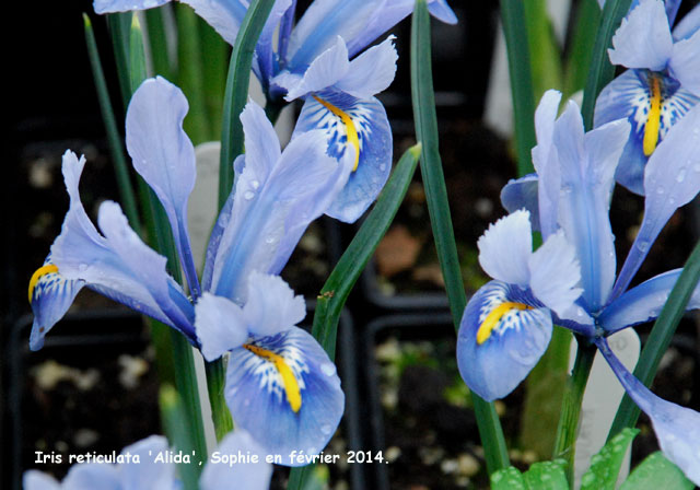 Iris 'Alida'