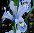 Iris 'Alida'