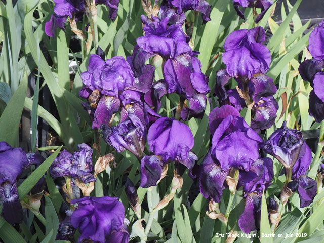 Iris 'Black Knight'