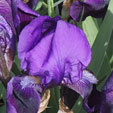 Iris 'Black Knight'