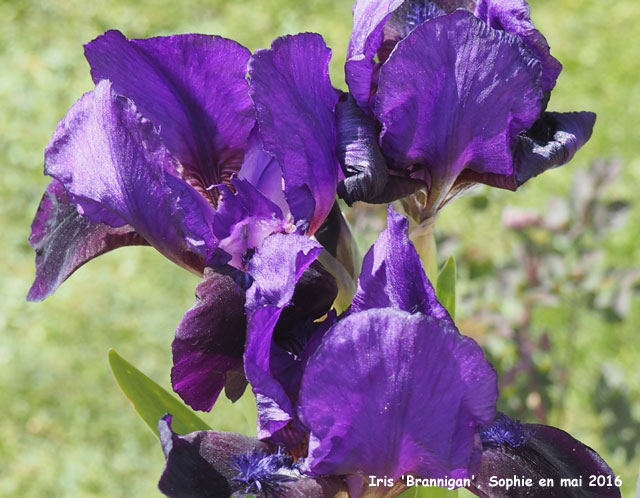 Iris 'Brannigan'