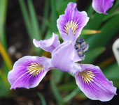 Iris 'Broadleigh Nancy'