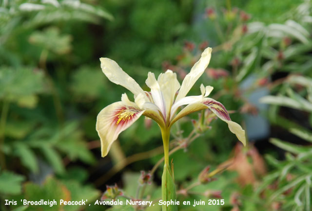 Iris 'Broadleigh Peacock'