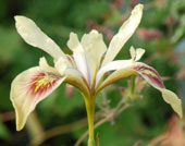 Iris 'Broadleigh  Peacock'