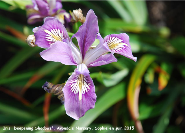 Iris 'Deepening Shadow'