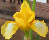 Iris 'resden Candleglow'