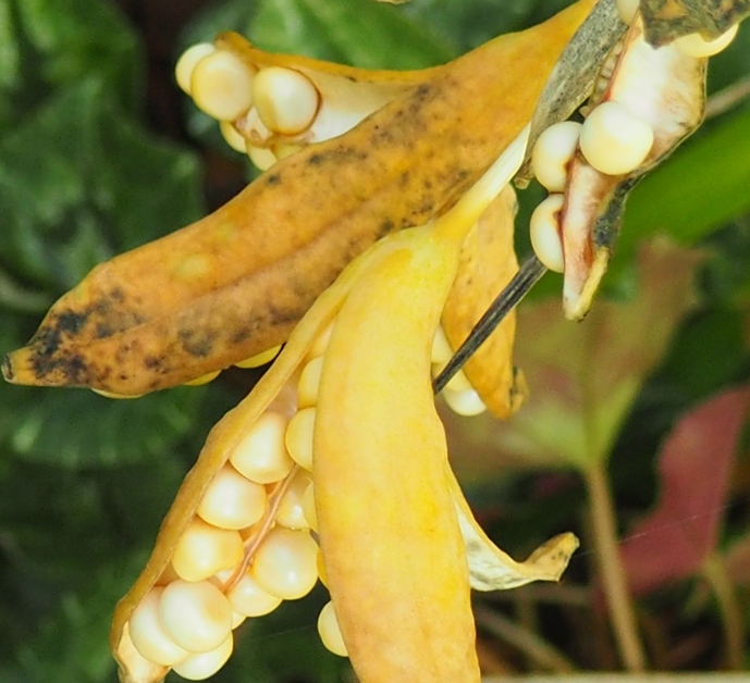 Iris foetidissima f. 'Fructu Albo'