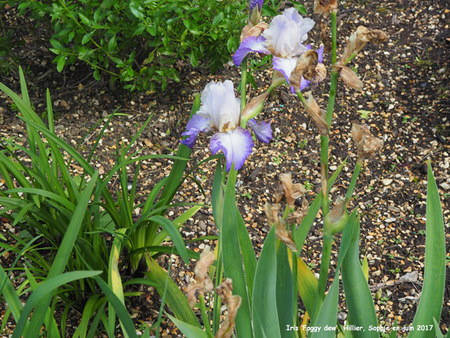 Iris 'Foggy Dew'