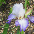 Iris 'Foggy dew'