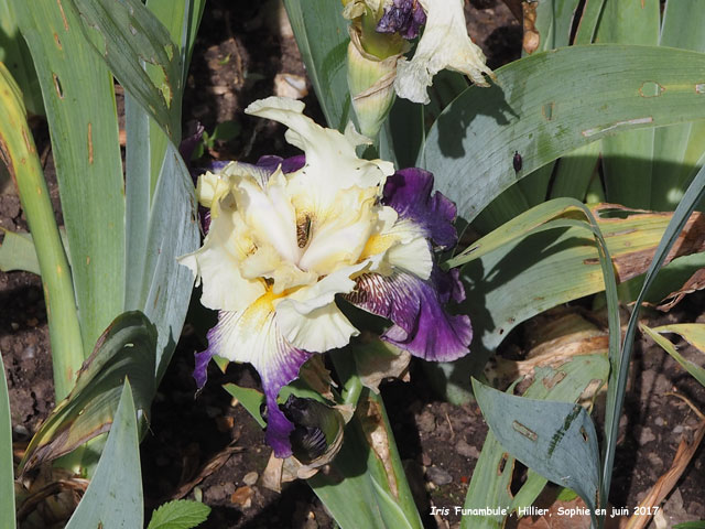 Iris 'Funambule'