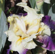 Iris 'Funambule'