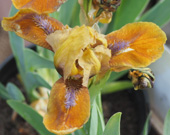 Iris 'Gipsy Boy'