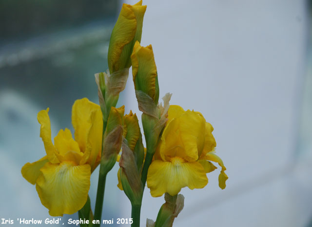 Iris 'Harlow Gold'