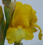 Iris 'Harlow Gold'