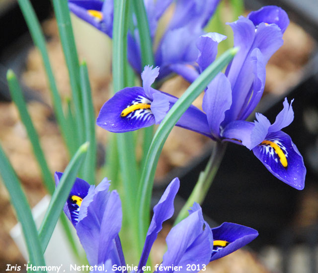 Iris 'Harmony'