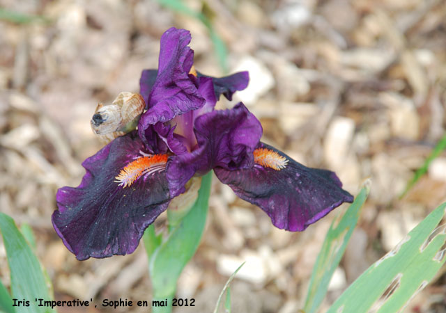Iris 'Imperative'
