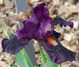 Iris 'Imperative'