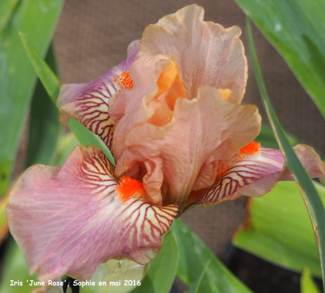 Iris 'June Rose'