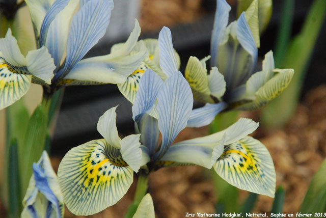 Iris 'Katharine Hodgkin'