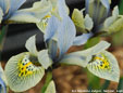 Iris 'Katharine Hodgkin'