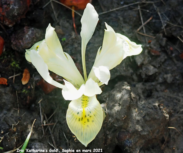 Iris 'Katharine's Gold'