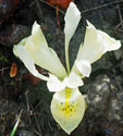 Iris 'Katharine's Gold'