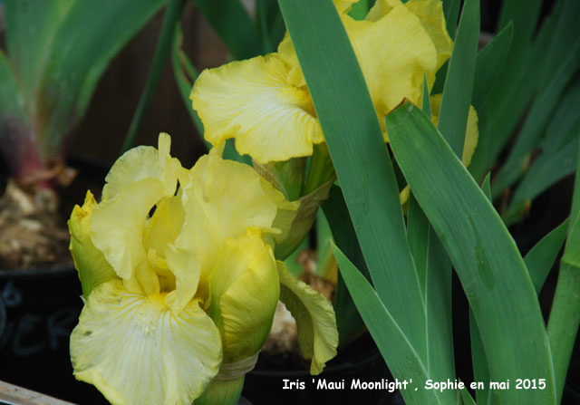 Iris 'Maui Moonlight'