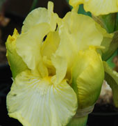 Iris 'Maui Moonlight'