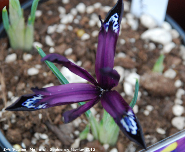 Iris 'Pauline'