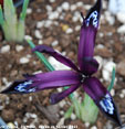 iris 'Pauline'