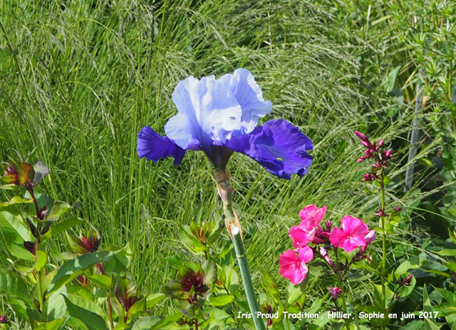 Iris 'Proud Tradition'
