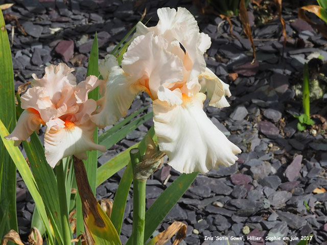 Iris 'Satin Gown'