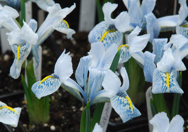 Iris 'Sheila Ann Germany'