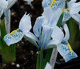 Iris 'Sheila Ann Germaney'