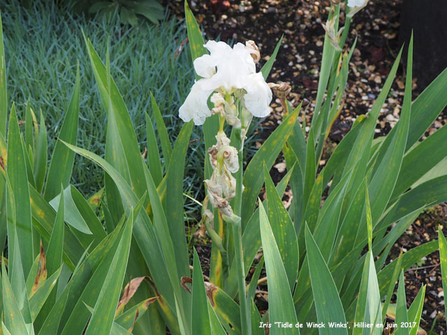 Iris 'Tidle De Winks'
