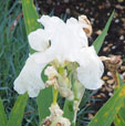 Iris 'Tidle de Winks'