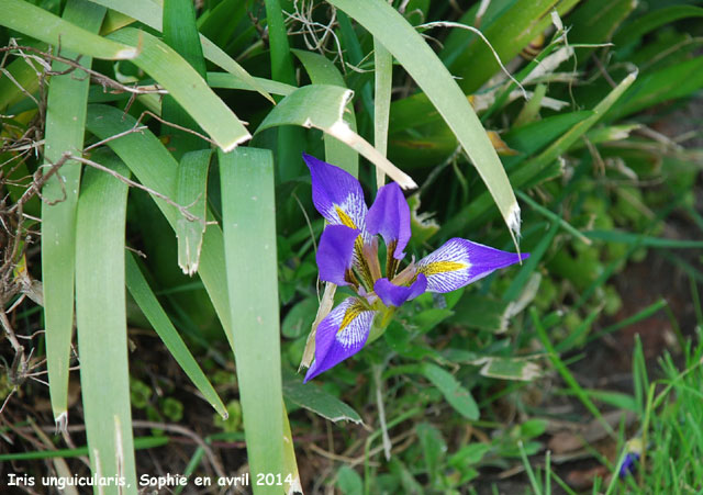 Iris unguicularis