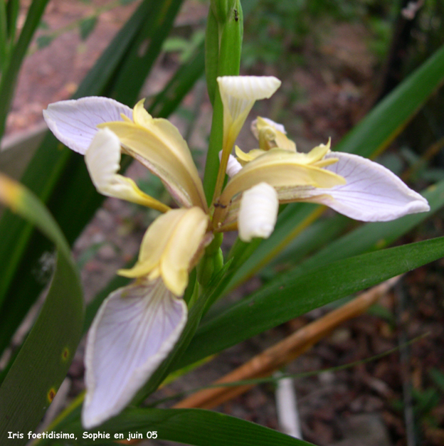 Iris foetidissima